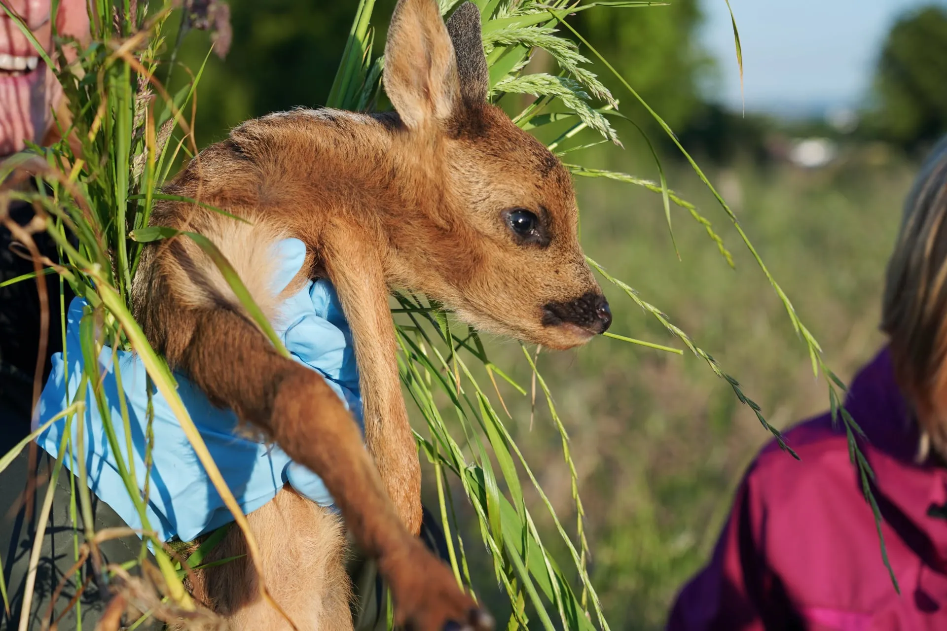 Ein Rehkitz in den Händen der Helferin